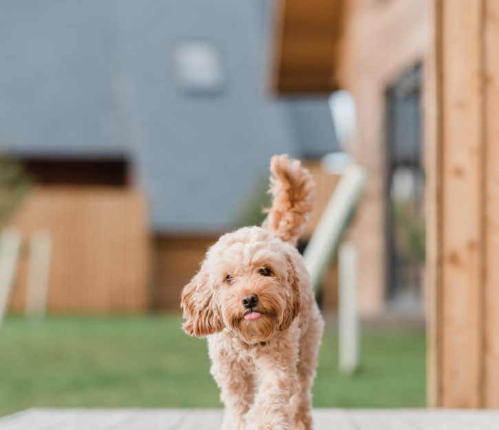 Cockapoo Marley running outside lodges at the Kilnwick Percy Resort
