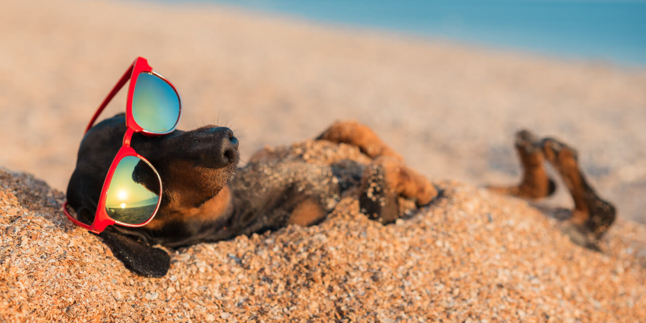 keep your dog relaxed whilst going on holiday